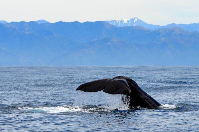 Hiking and Whale Watching in Kaikoura, New Zealand